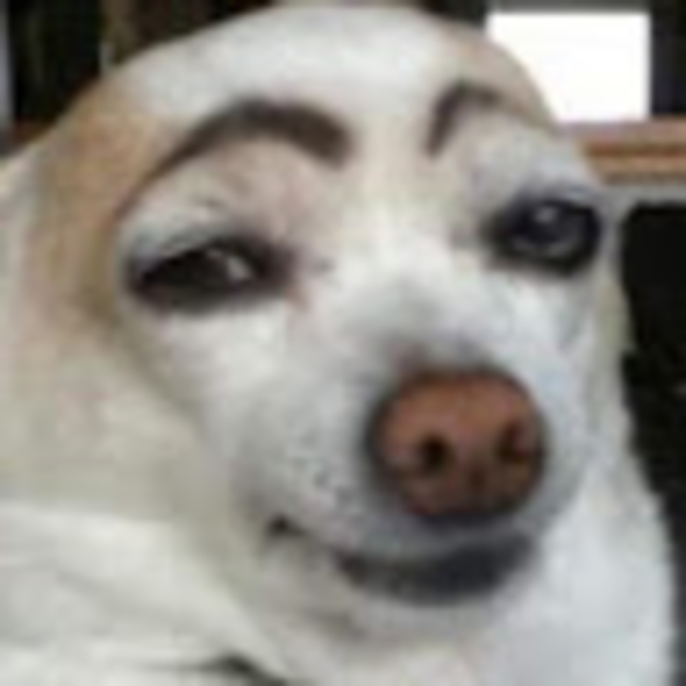 Meet your Posher, Casey